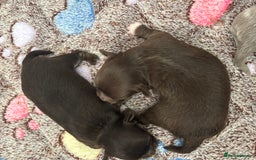 Chihuahua dogs for sale: Chocolate Girls Longhair Chihuahua  - Image 13