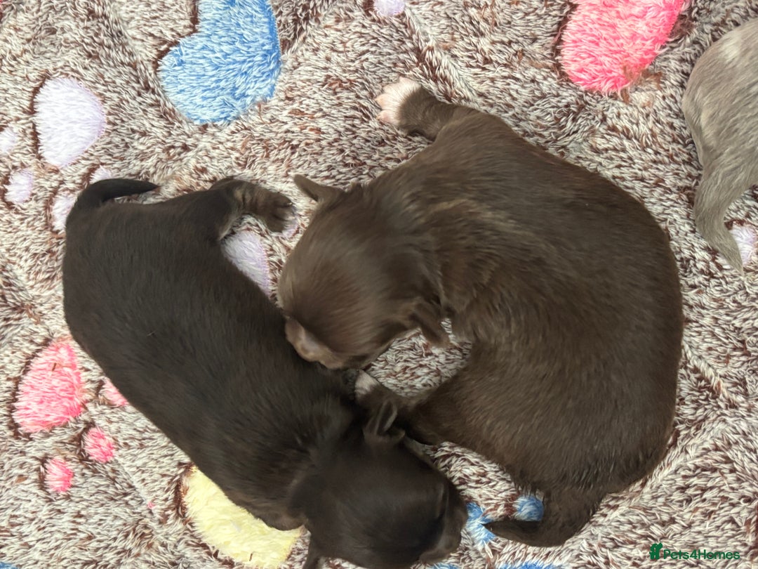Chihuahua dogs for sale: Chocolate Girls Longhair Chihuahua  - Image 13