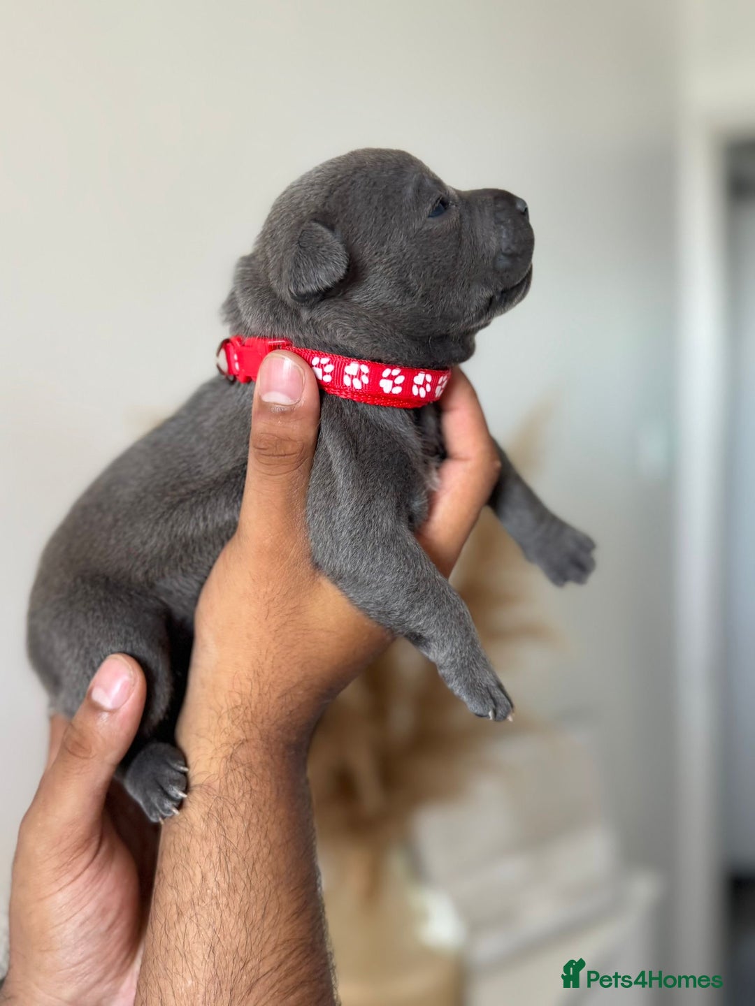 Staffordshire Bull Terrier dogs for sale: 😍😍 BEAUTIFUL & CHUNKY BLUES💙 - Image 17
