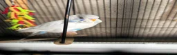 Budgerigars birds for sale: Baby budgie - Advert 1