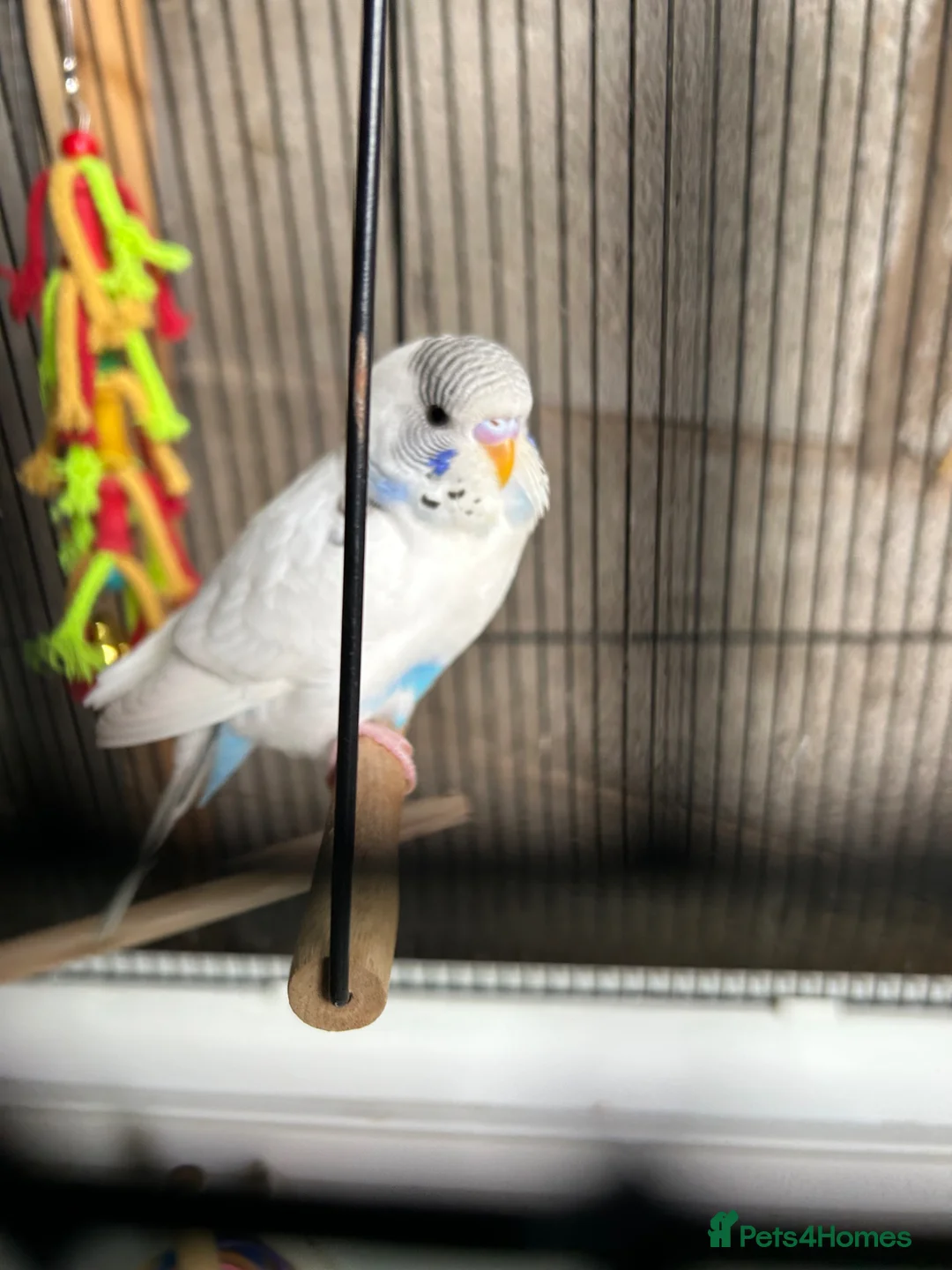 Budgerigars birds for sale: Baby budgie - Advert 1