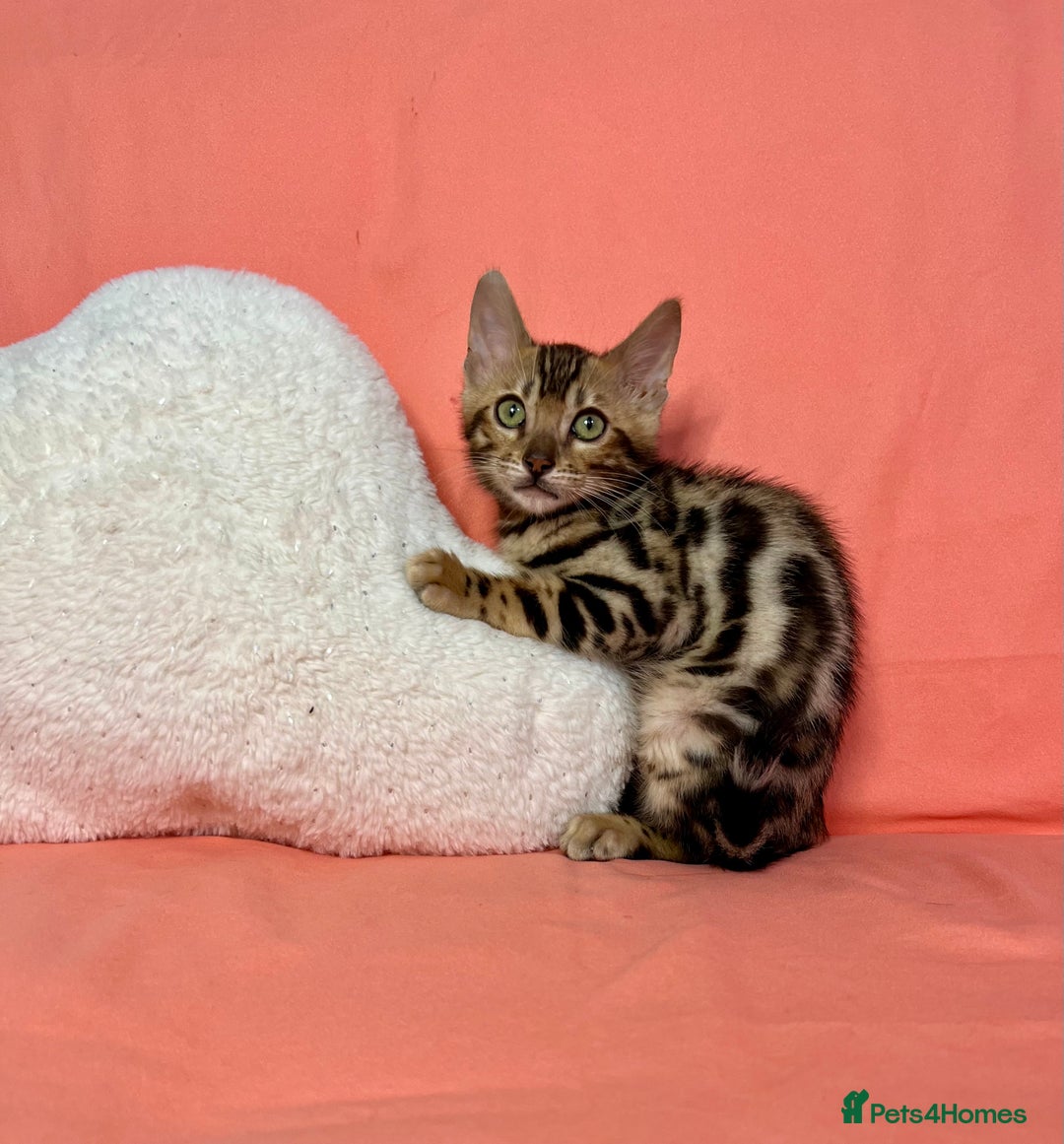 Bengal cats for sale: 🐾Purebred BENGAL Kittens🐾  - Image 23