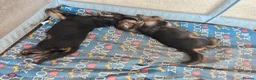 German Shepherd dogs for sale: Sheperd germany puppy - Advert 14