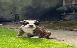 Boxer dogs for sale: Quality Boxer Puppies - Image 8