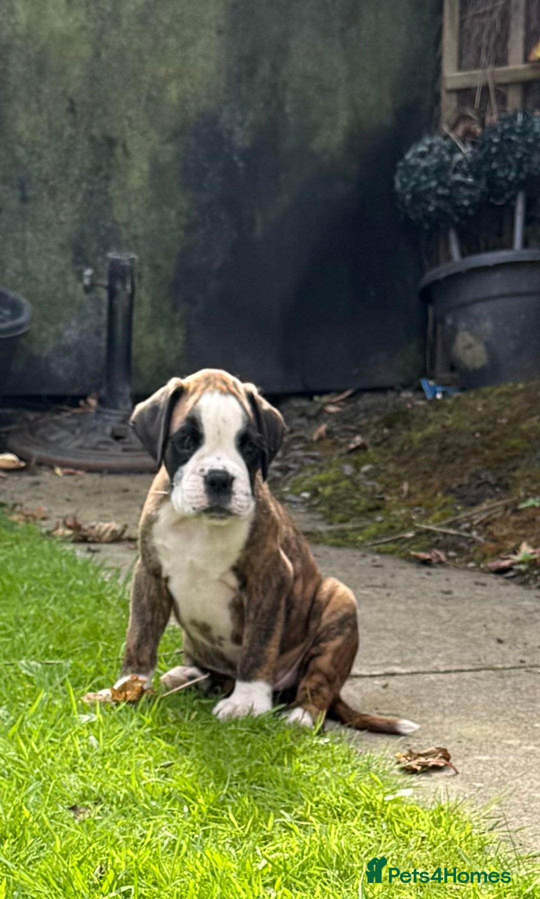 Boxer dogs for sale: Quality Boxer Puppies - Image 8