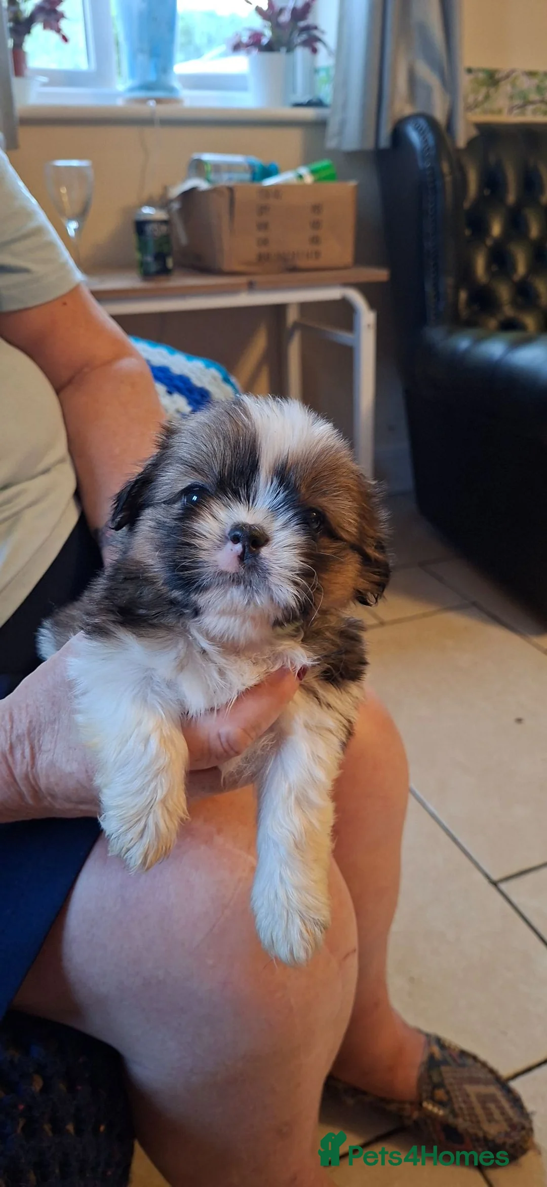 Mixed Breed dogs for sale: Shih-Tzu X puppies in Wisbech - Advert 18