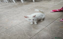 British Shorthair cats for sale: Mother and 2 kitten  for sale  - Image 9