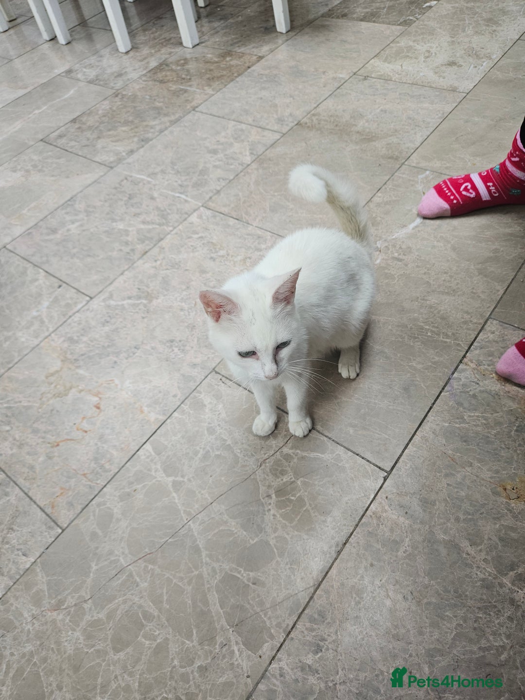 British Shorthair cats for sale: Mother and 2 kitten  for sale  - Image 9
