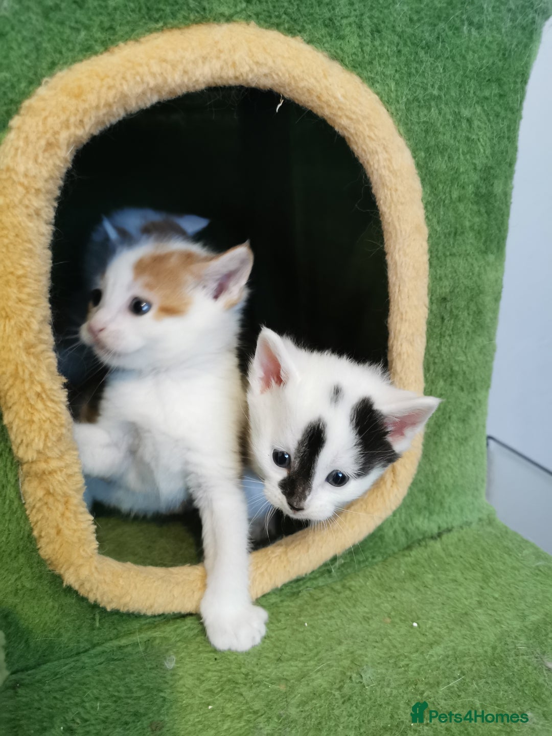 Mixed Breed cats for sale: Maine coon cross kittens for sale - Advert 21