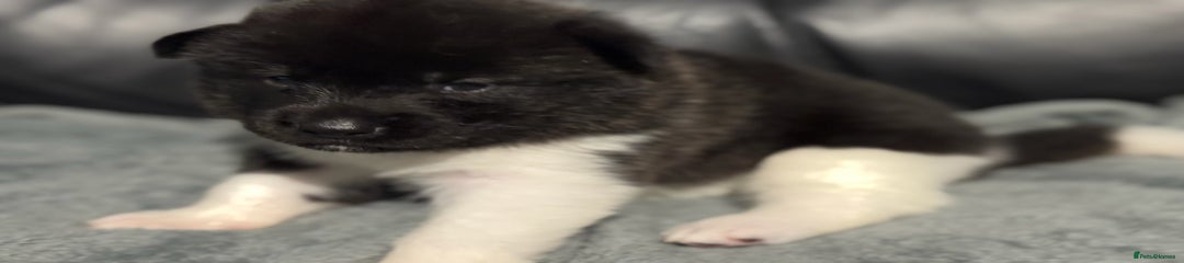 Akita Puppy 3