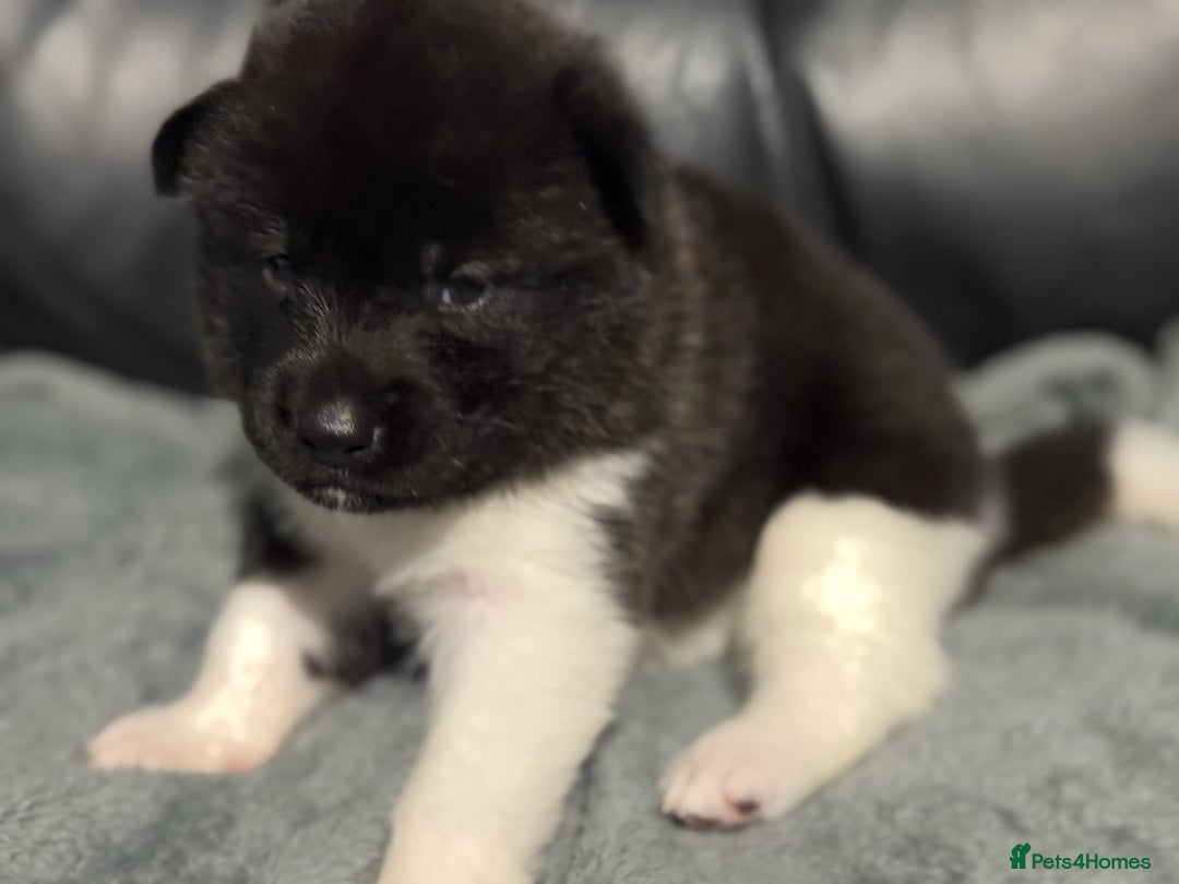 Akita dogs for sale: American Akita pups - Image 5