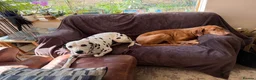 Dalmatian dogs for sale: Dalmatian- female in Sutton Coldfield - Advert 7