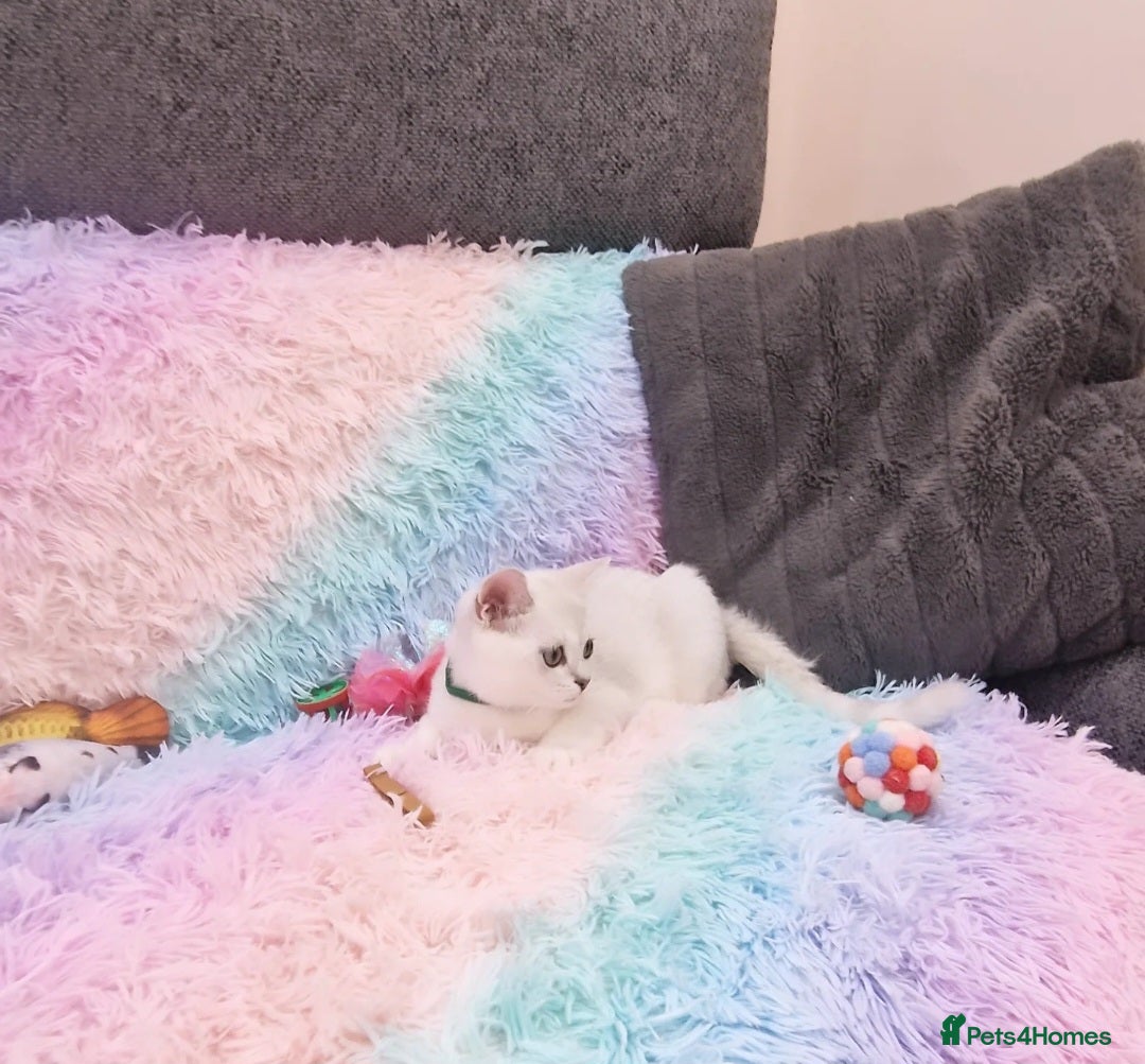 British Shorthair cats for sale: British Shorthair Silver Chinchilla  - Image 17