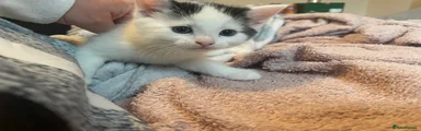 Turkish Van Kitten 3