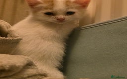 Domestic Shorthair cats for sale: 5 Super Sweet Kittens  - Image 6