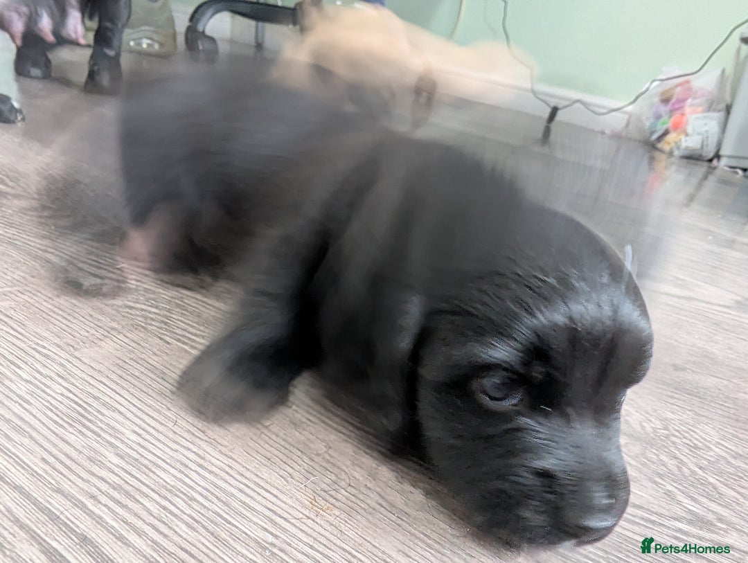 Dachshund dogs for sale: Dachshund x puppies male 2x long haired  - Image 30