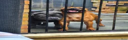 Staffordshire Bull Terrier dogs for sale: Staffordshire bull terriers - Advert 10