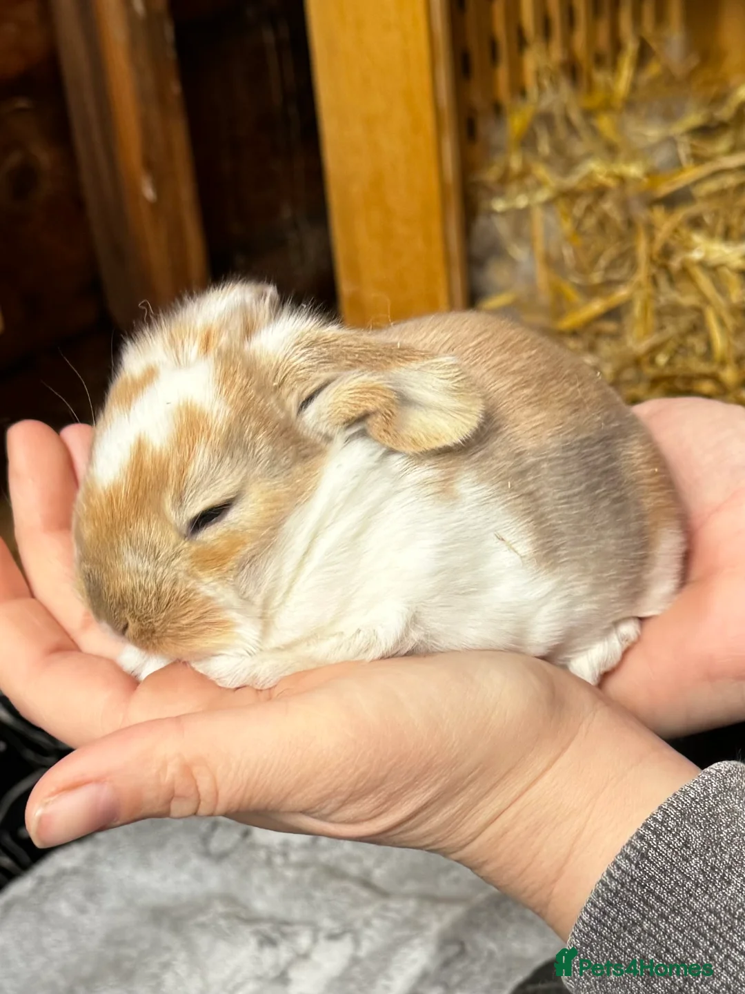 French Lop rabbits for sale: 🩷Pure bred French lop kits🩵 - Advert 15