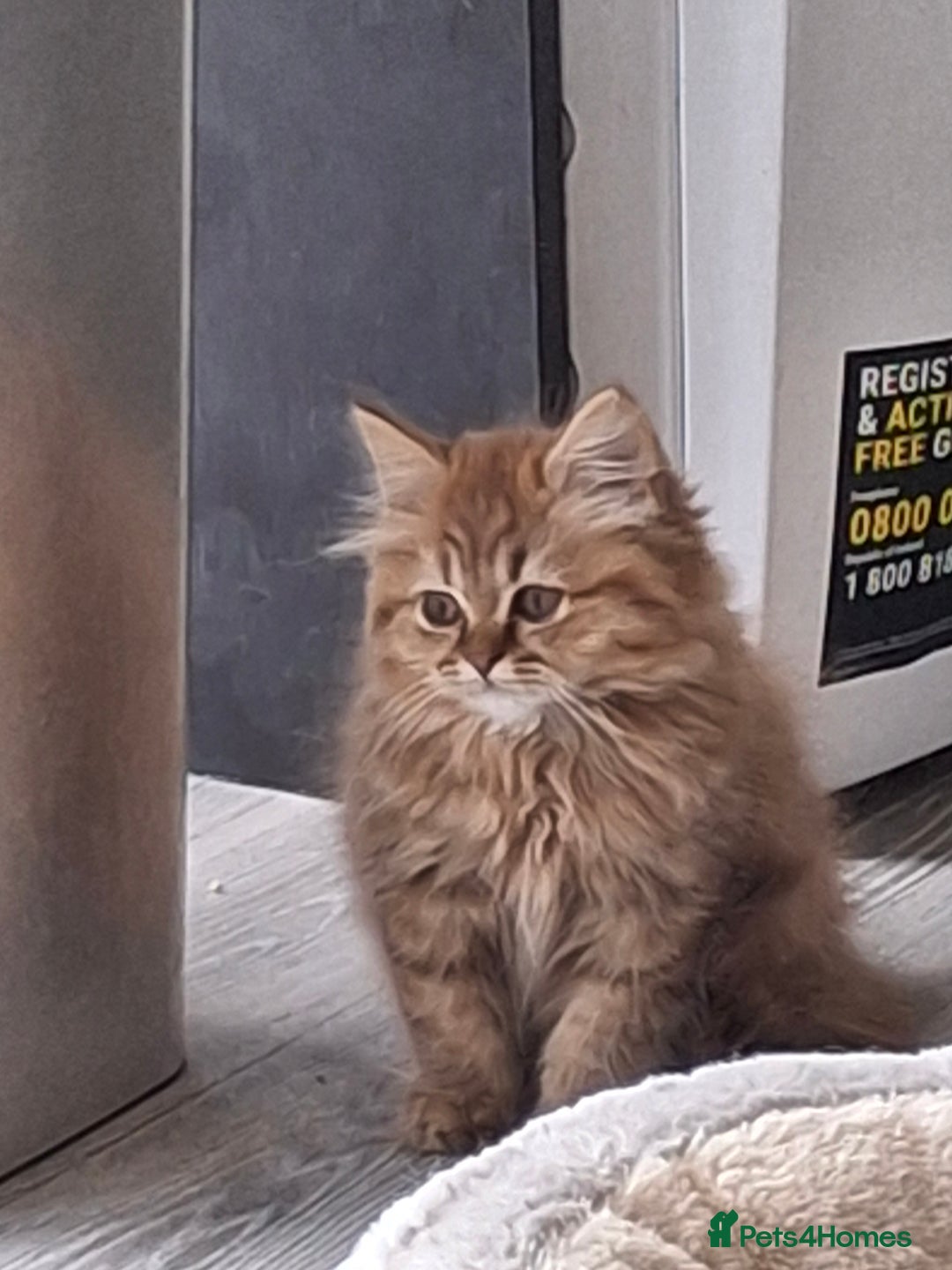 British Longhair cats for sale: READY NOW Tabby female Pedigree BLH - Image 1