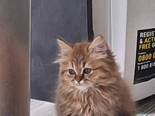 British Longhair cats - Advert 2