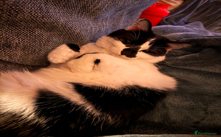 Domestic Shorthair cats - Advert 1