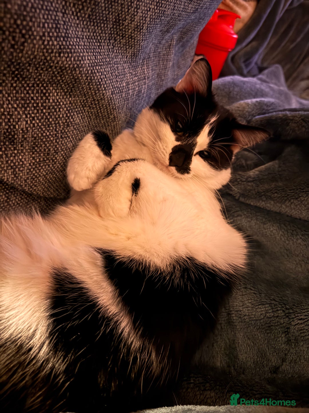 Domestic Shorthair cats for sale: Rehoming 2 year old Phantom £0 - Image 1