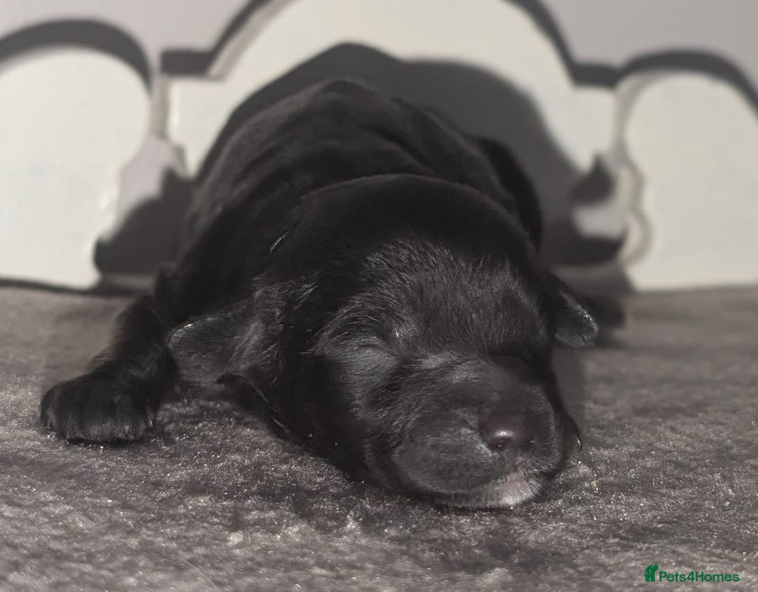 Cavapoochon dogs for sale: Rare Cavapoochons Home Raised PRA clear - Advert 23