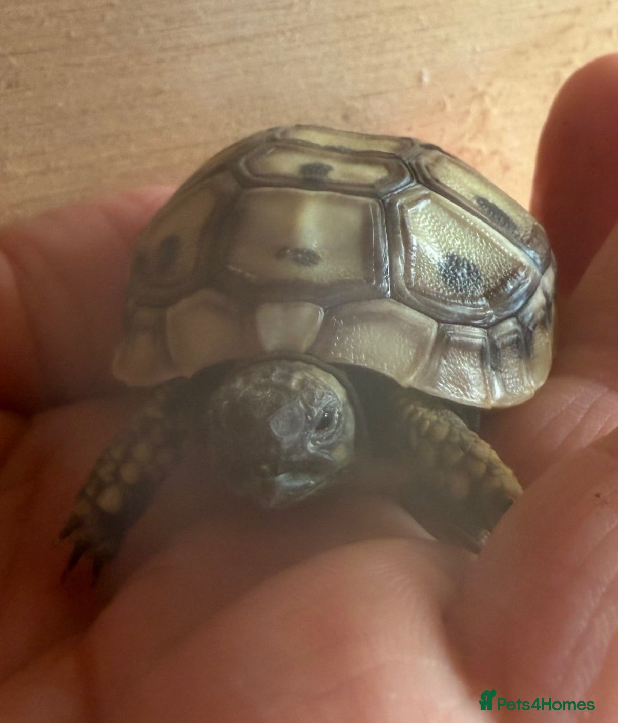 Hermann Tortoise reptiles Beautiful Hermann tortoises - Advert 1