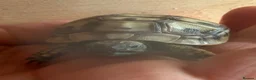 Hermann Tortoise reptiles for sale: Beautiful Hermann tortoises - Advert 1