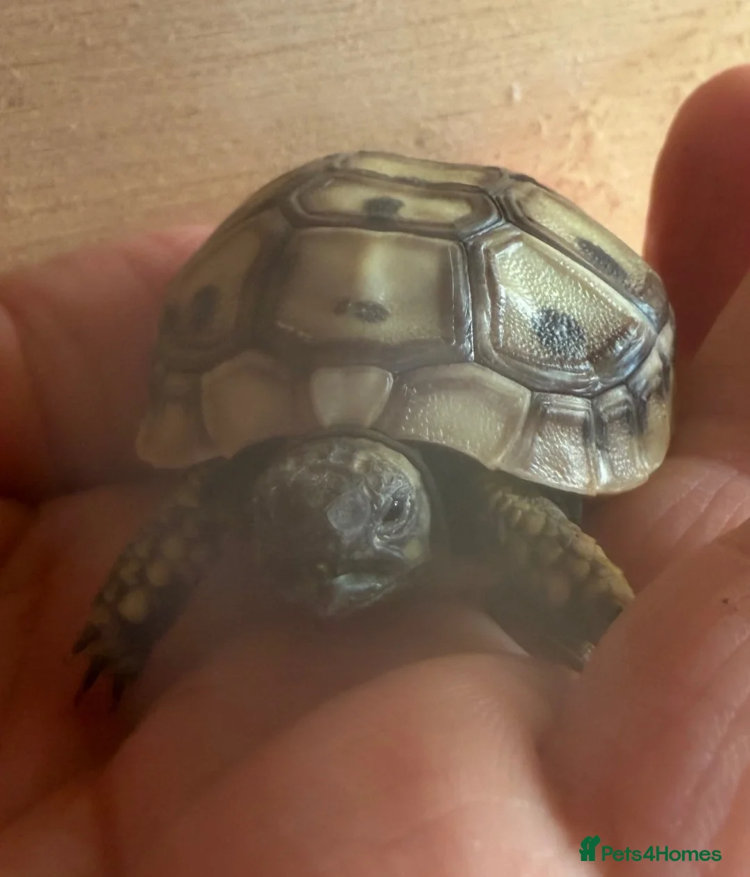 Hermann Tortoise reptiles for sale: Beautiful Hermann tortoises - Advert 1