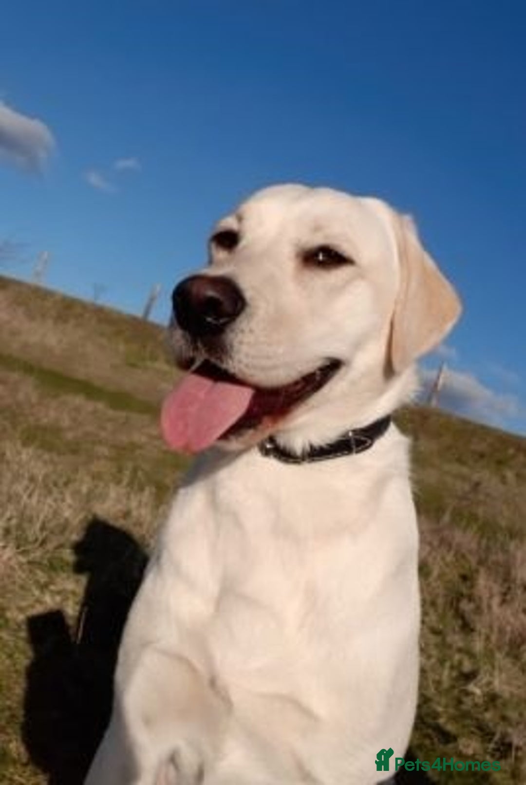 Labrador Retriever dogs for sale: Stunning Labrador retriever - Advert 2