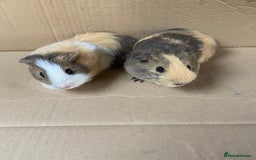 Guinea Pig rodents for sale: Baby Female Guinea Pigs  - Image 3