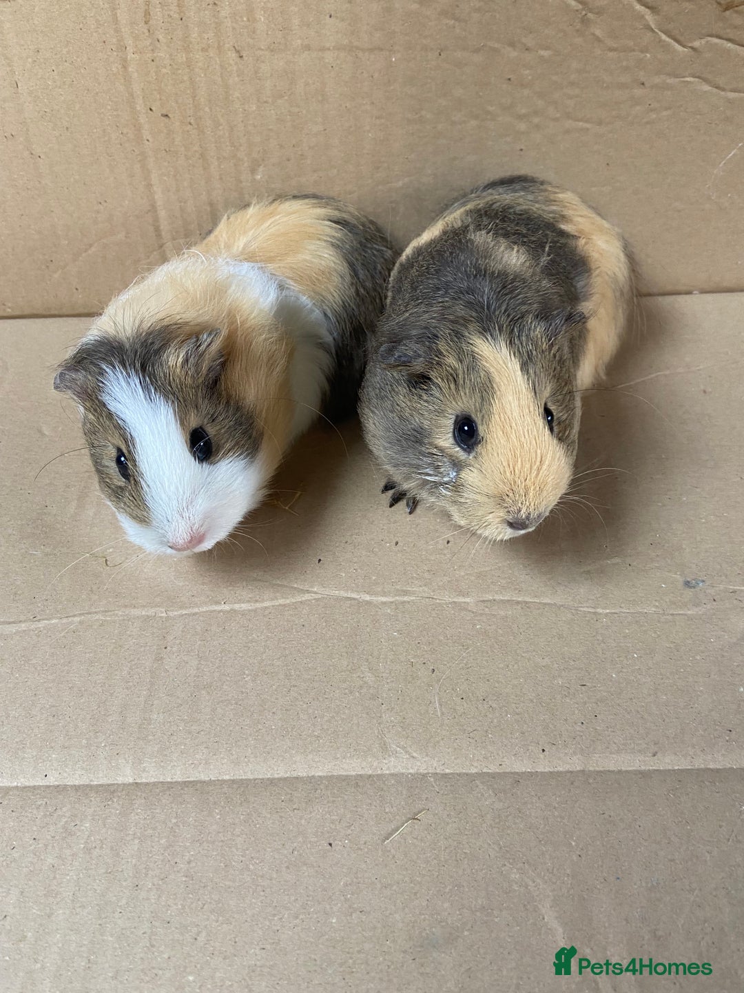 Guinea Pig rodents for sale: Baby Female Guinea Pigs  - Image 3