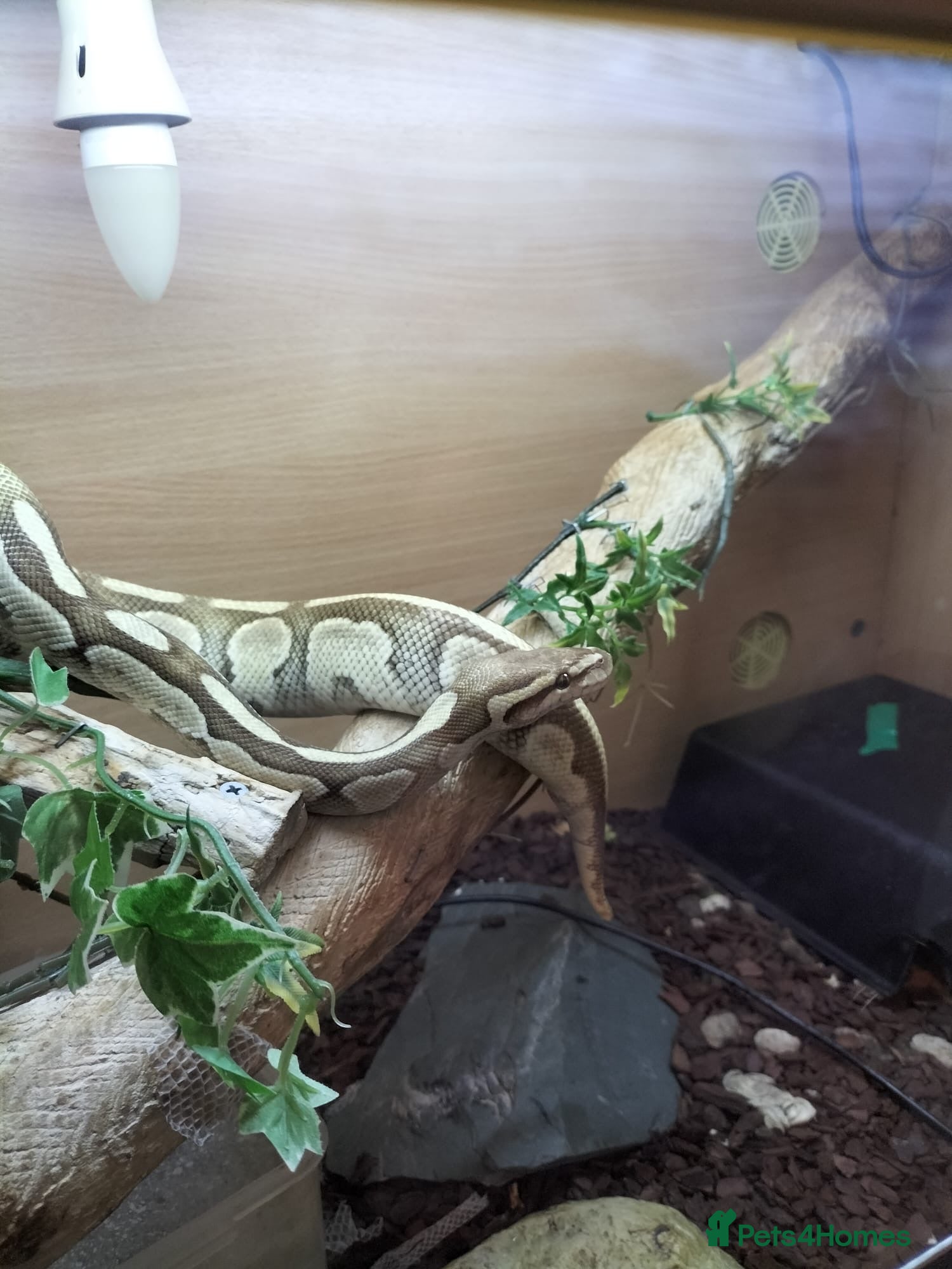 Python Snake reptiles Ball python - Advert 2