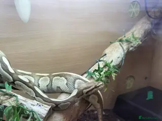 Python Snake reptiles Ball python - Advert 1