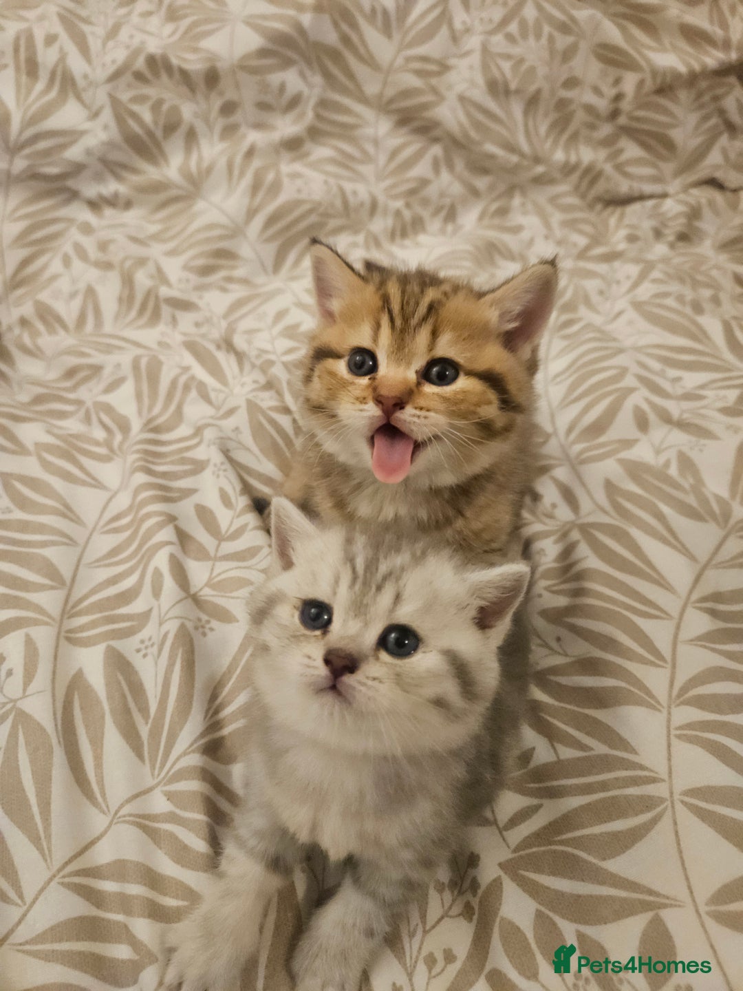 British Shorthair cats for sale: British Shorthair kittens! MALE BACK AVAILABLE!  - Advert 6