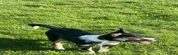 Border Collie dogs for sale: 4month old boarder collie - Advert 5