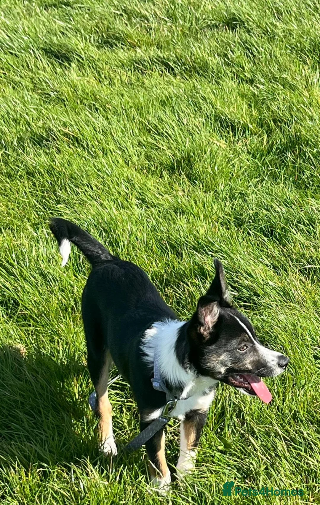Border Collie dogs for sale: 4month old boarder collie - Advert 5