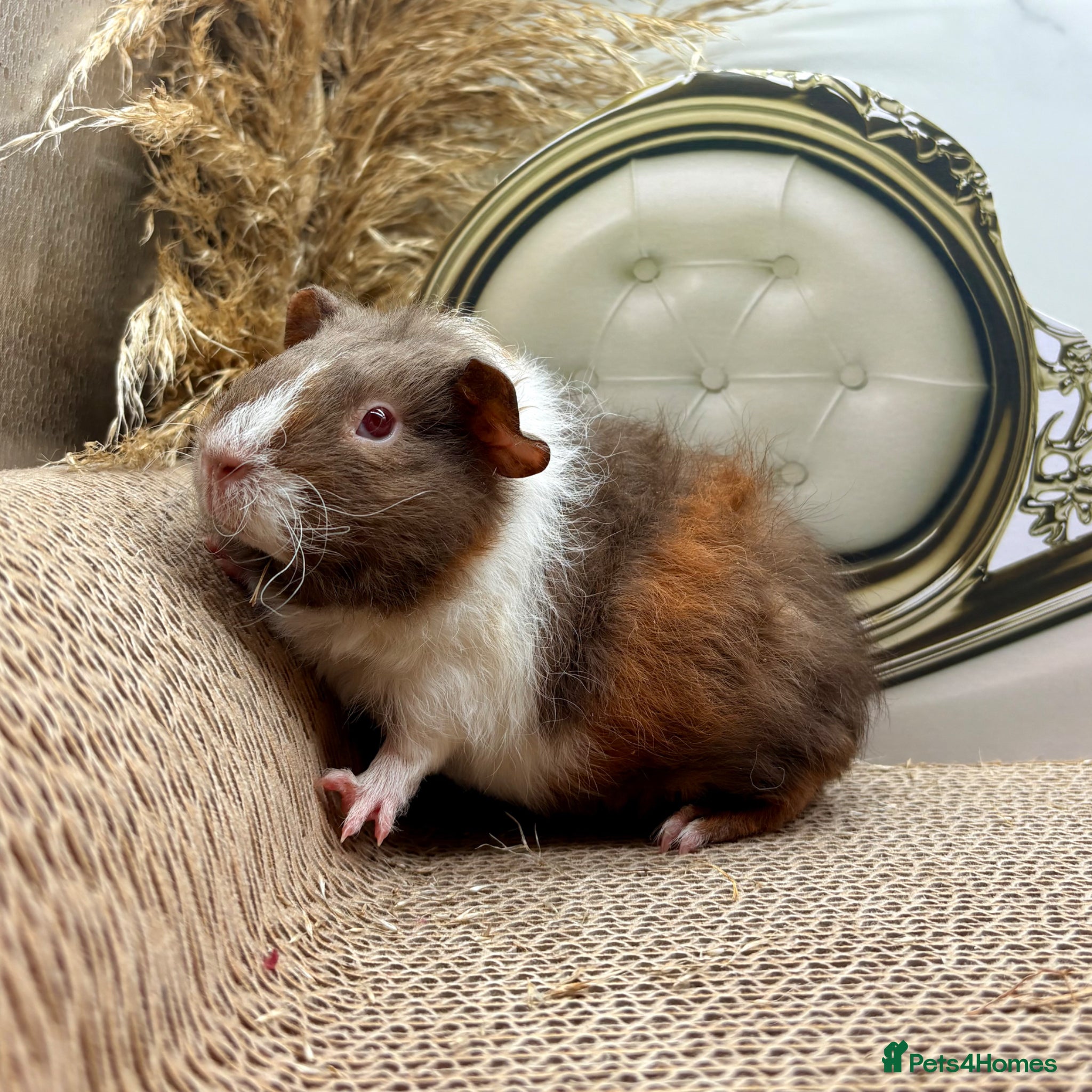 Guinea Pig rodents LOTS OF FEMALE GUINEA PIGS AVAILABLE  - Advert 2