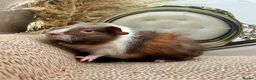 Guinea Pig rodents for sale: LOTS OF FEMALE GUINEA PIGS AVAILABLE  - Advert 9
