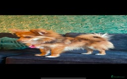 Pomchi dogs for sale: Ready to go 16/07/25  OPEN TO OFFERS - Image 8