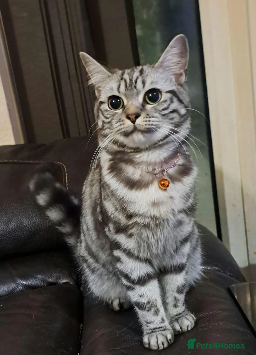 British Shorthair cats for sale: Silver Tabby British Short Hair in Birmingham - Advert 2