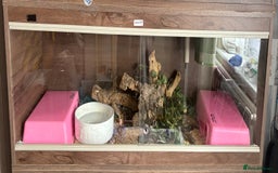 Snake reptiles for sale: Royal python butter - Image 2