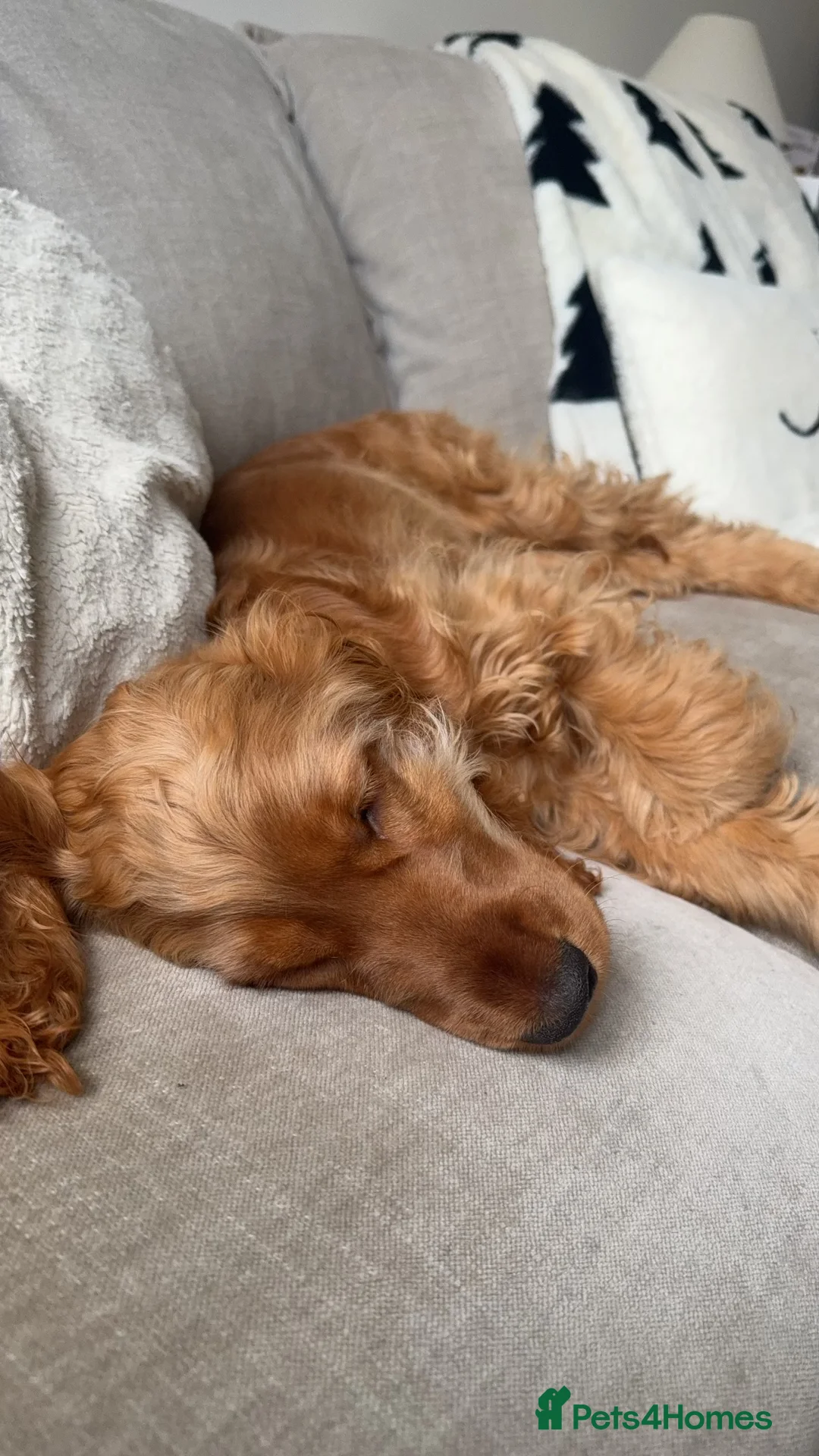 Cocker Spaniel dogs for sale: Cocker spaniel puppy for sale  - Advert 2