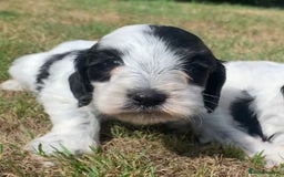 Cockapoo dogs for sale: Beautiful cockapoo puppies for sale - Image 10