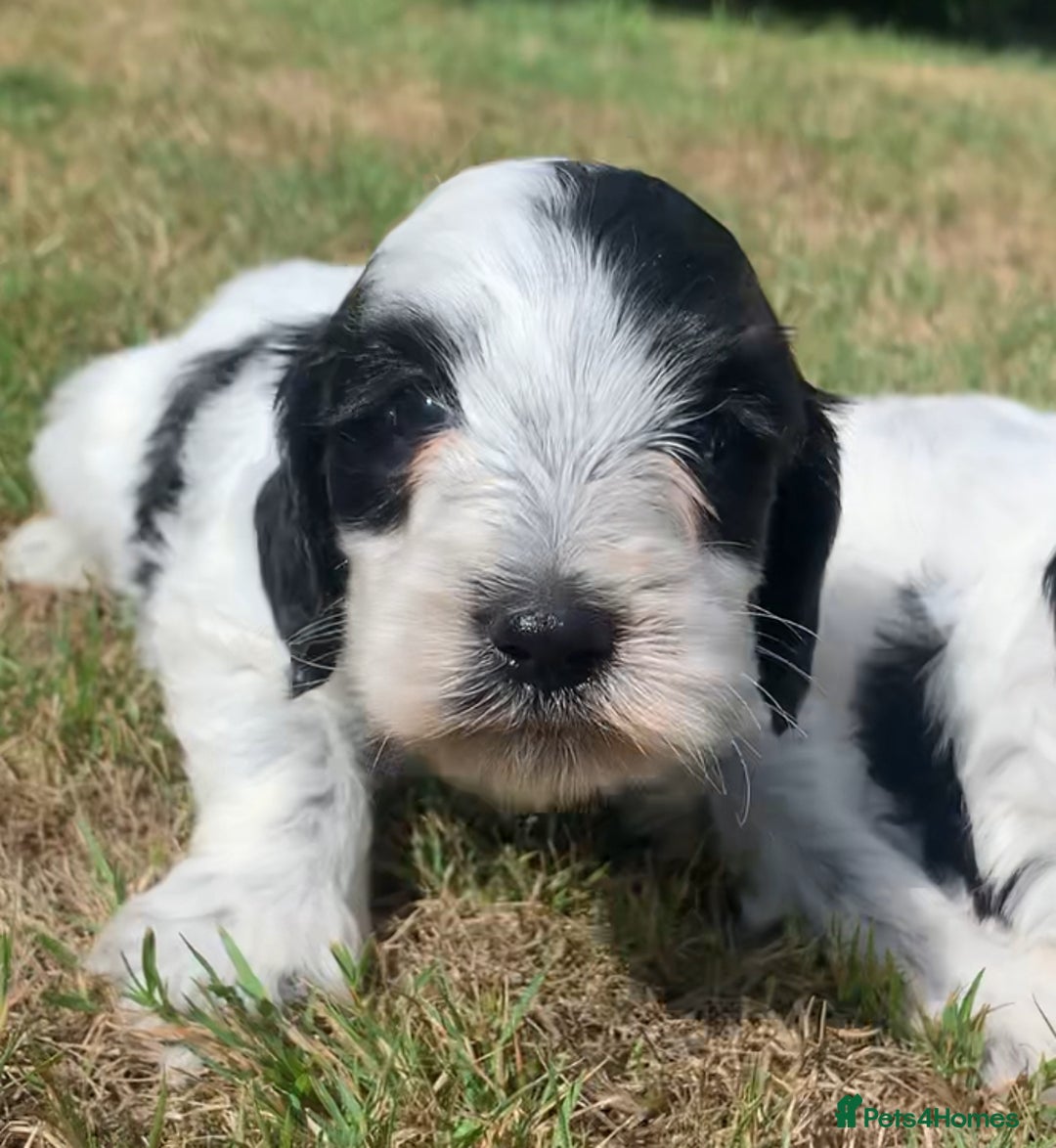 Cockapoo dogs for sale: Beautiful cockapoo puppies for sale - Image 10