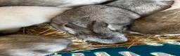 Continental Giant rabbits for sale: Worlds Biggest Bunnies  - Advert 2