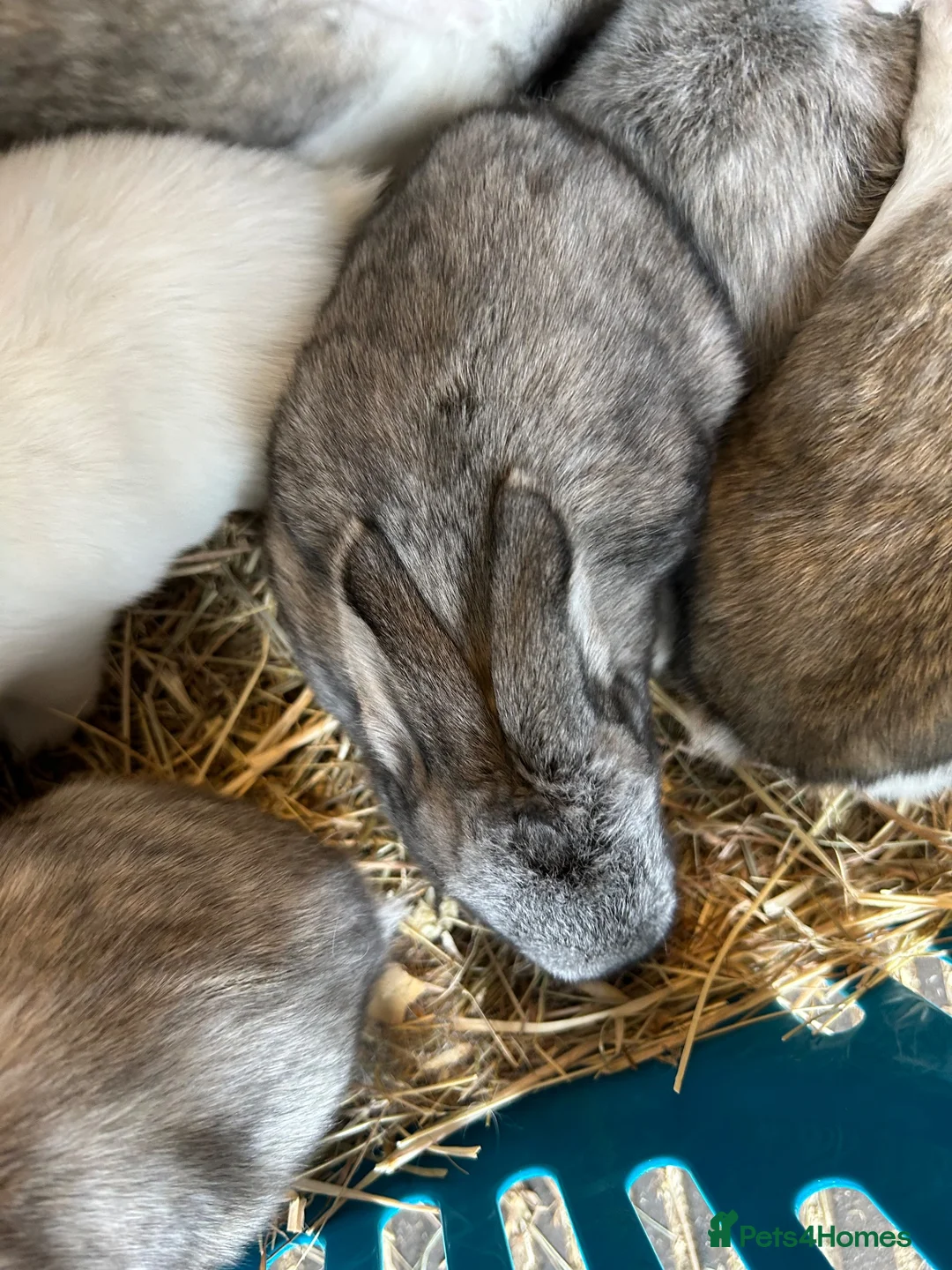 Continental Giant rabbits for sale: Worlds Biggest Bunnies  - Advert 2