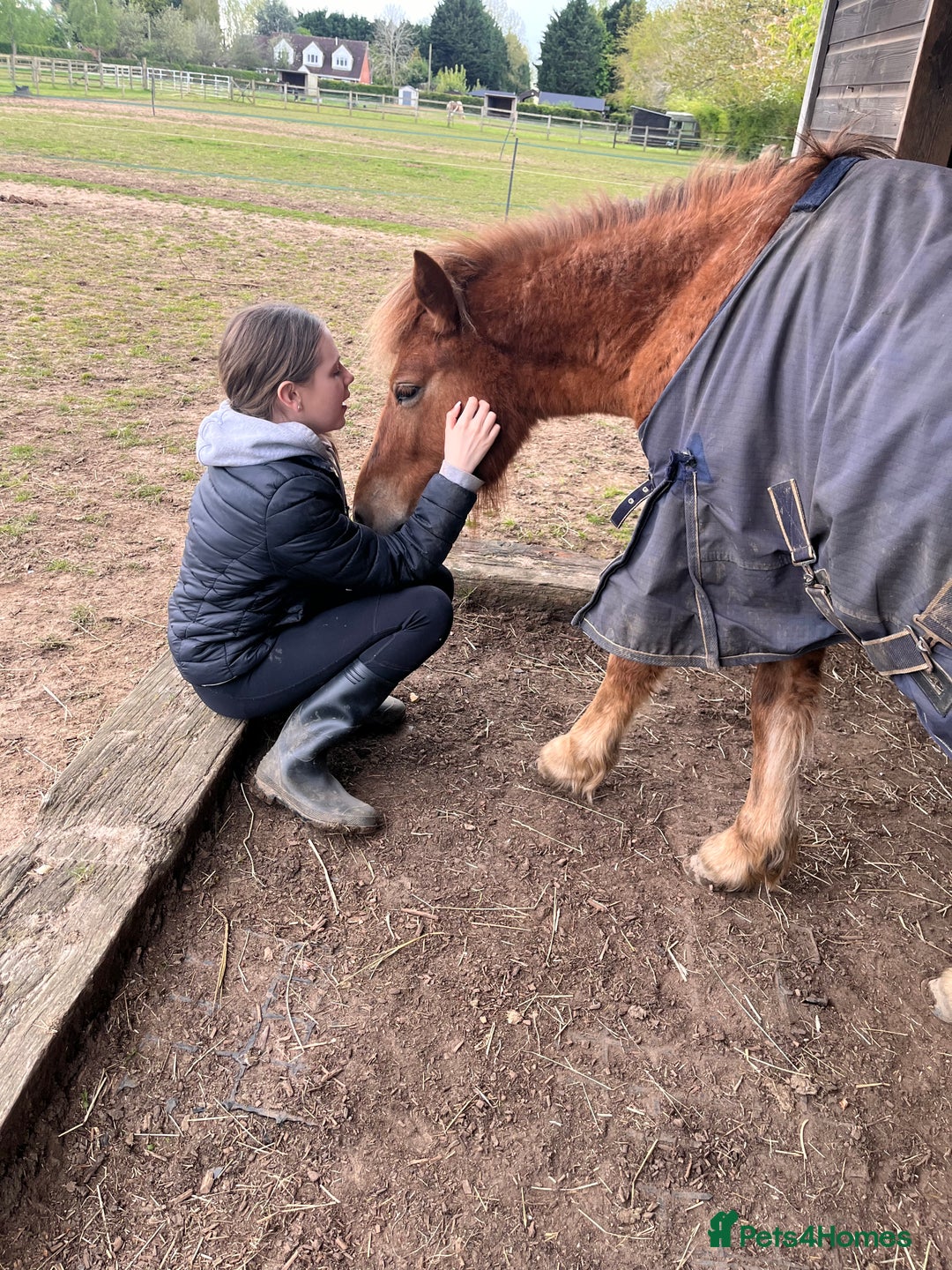 Dartmoor horses for sale: Gorgeous super friendly Dartmoor Pony - Advert 14
