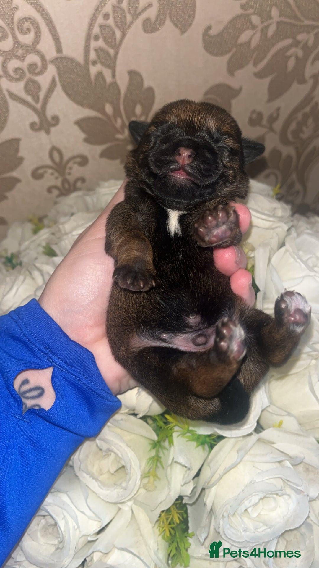 Border Terrier dogs for sale: Border Terrier Pup Family Man’s Best Friend - Advert 9